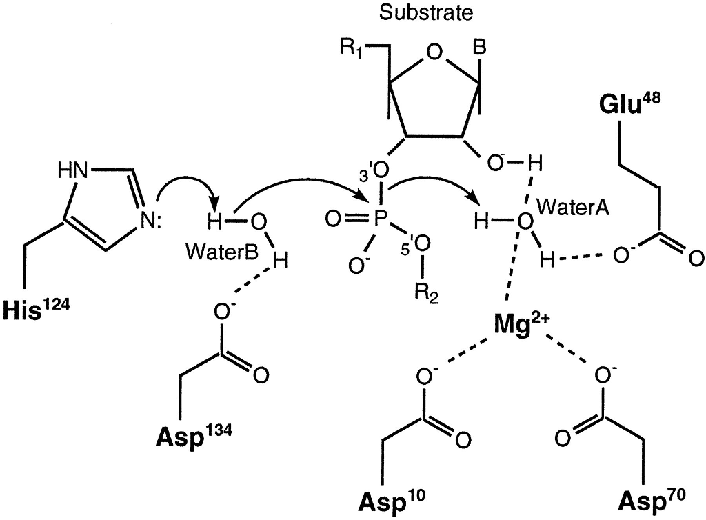 Solved The enzyme catalyzed hydrolysis mechanism of RNA is | Chegg.com