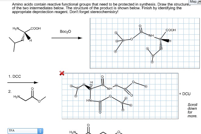 Solved Amino acids contain reactive functional groups that | Chegg.com