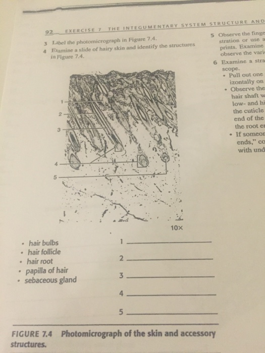 Solved Label the photomicrograph in Figure 7.4. Examine a | Chegg.com