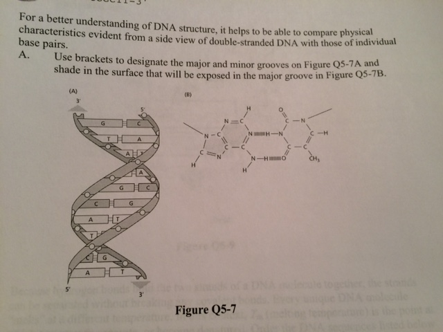 Solved For a better understanding of DNA structure, it helps | Chegg.com