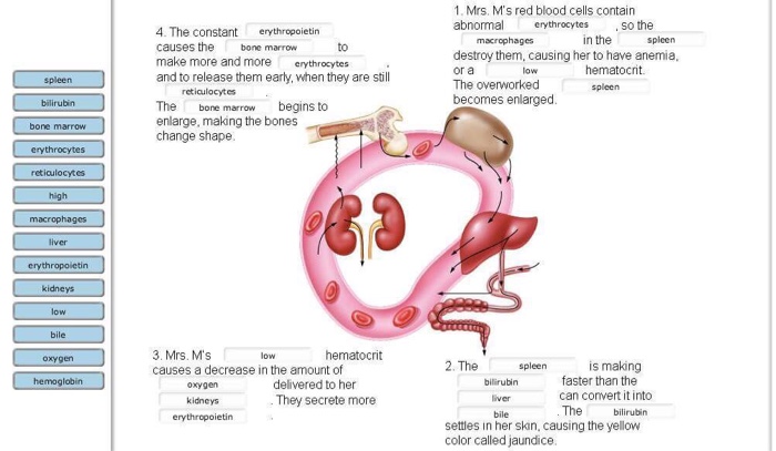 solved-life-cycle-of-red-blood-cells-there-is-one-wrong-chegg