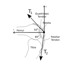 Solved The quadriceps tendon and the patellar tendon pull on | Chegg.com