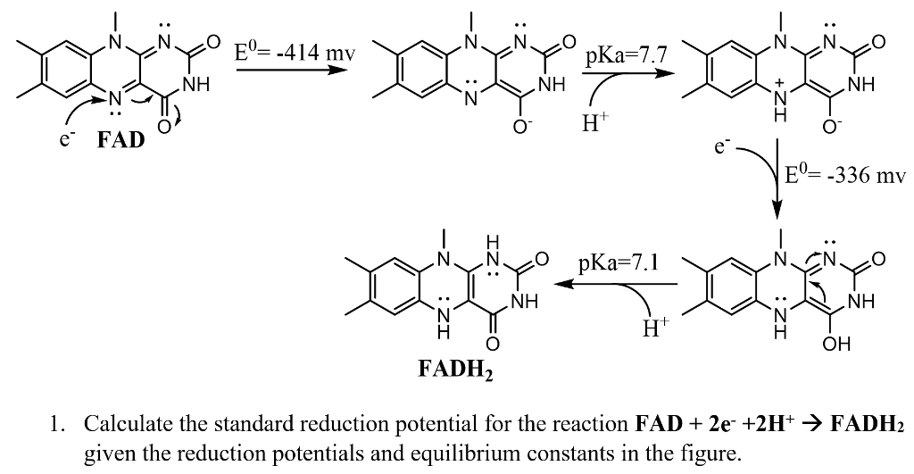 Solved NH NH NH O H e FAD E -336 mv NH NH ?? FADH2 1. | Chegg.com