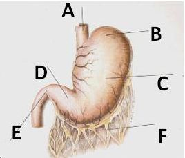 Solved: Label The Parts Of The Stomach | Chegg.com