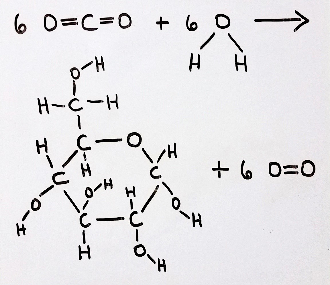 solved-which-of-the-following-reactions-would-be-coupled-chegg