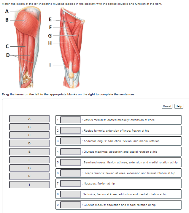 Solved Match the letters at the left indicating muscles
