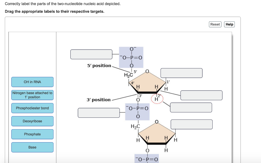 Nucleotide Labeled Diagram 2031