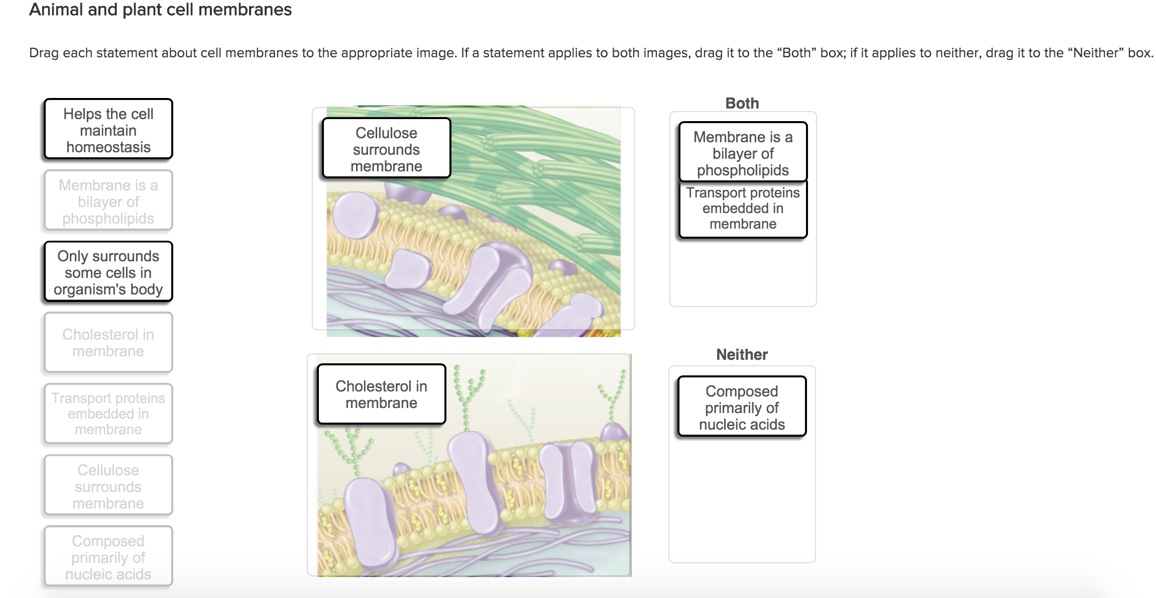 Solved Drag Each Statement About Cell Membranes To The 4925