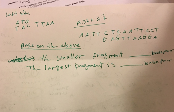 solved-base-on-the-above-what-is-the-smaller-fragment-base-chegg