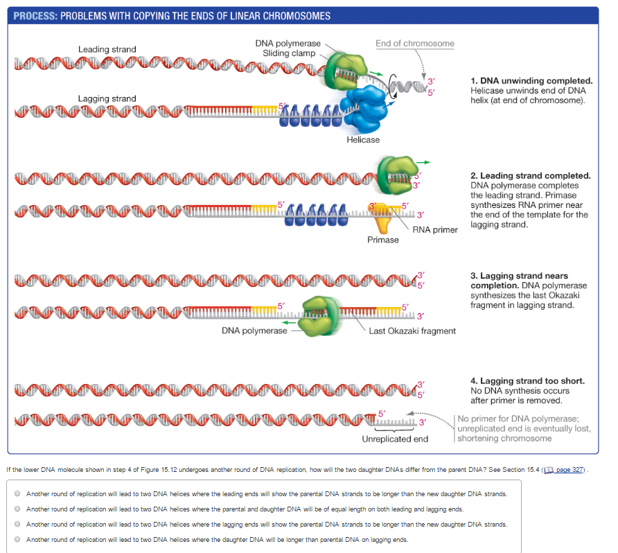 Solved If the lower DNA molecule shown in step 4 of Figure | Chegg.com