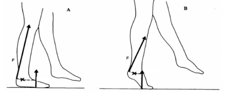 A subject weighing 800 N performs a simple heel | Chegg.com