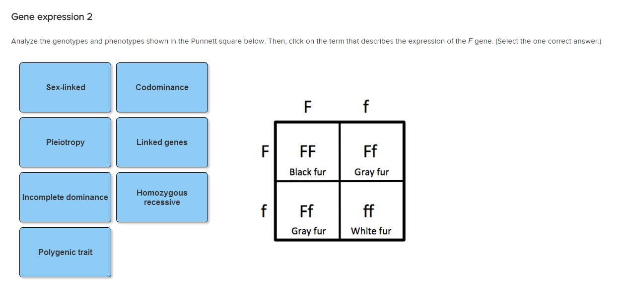 Genotype Vs Phenotype Punnett Square 6906