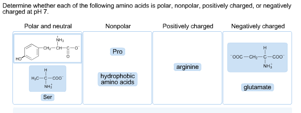 positively charged amino acids positively charged amino acids