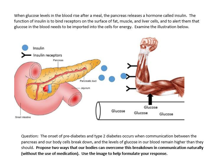 does-blood-glucose-rise-after-exercise-exercise-poster