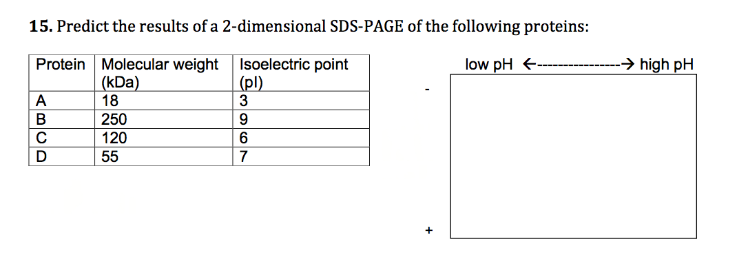 Solved Predict the results of a 2-dimensional SDS-PAGE of | Chegg.com