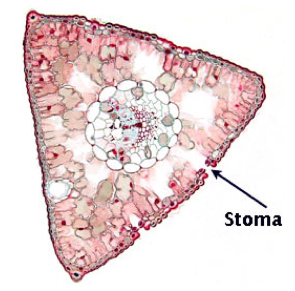 indicate-the-number-of-stomata-that-you-counted-in-chegg