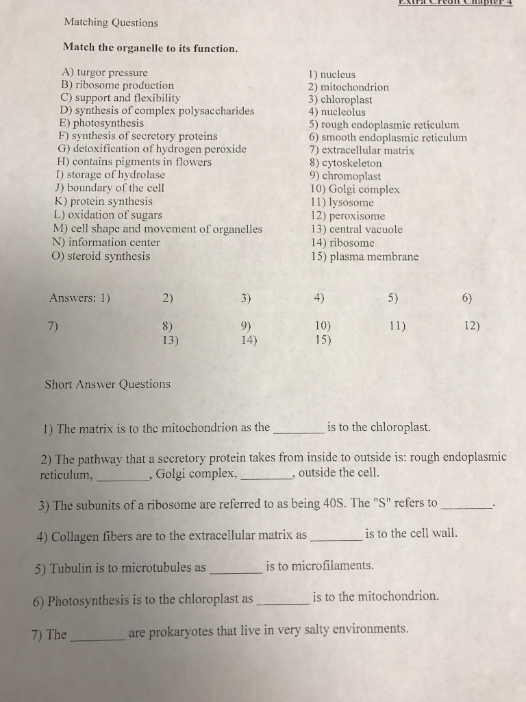 Solved Match the organelle to its function. A) turgor | Chegg.com