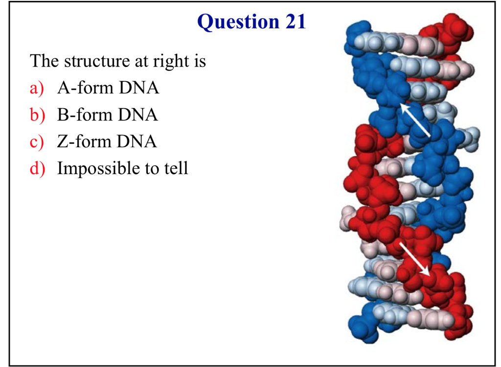 Solved Question 21 The Structure At Right Is A) A-form DNA | Chegg.com