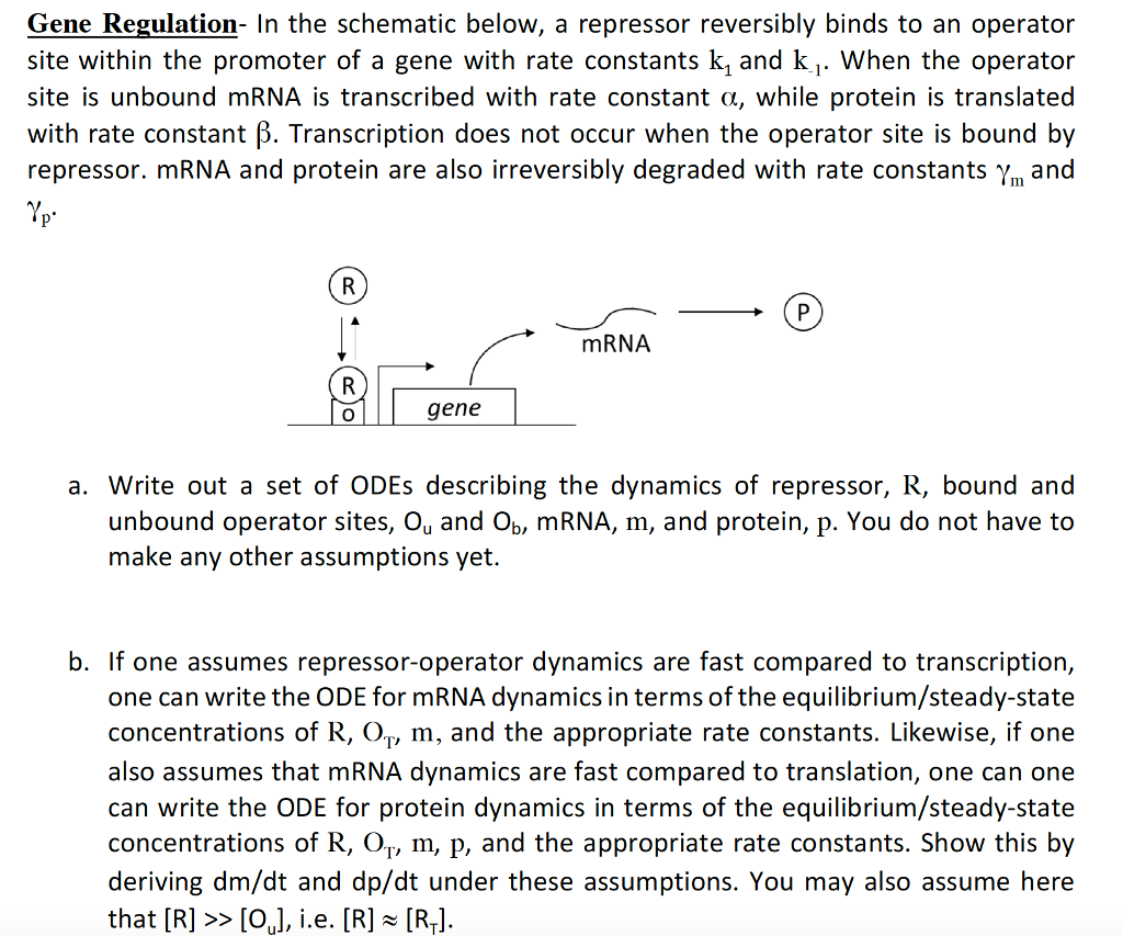 Solved Gene Regulation- In the schematic below, a repressor | Chegg.com