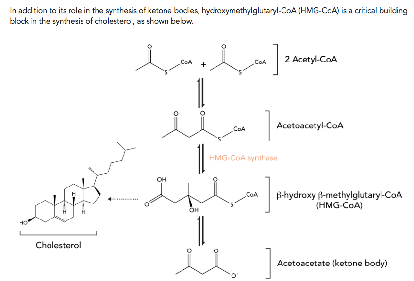 ヒドロキシメチルグルタリルCoA HMGCoA JapaneseClass.jp