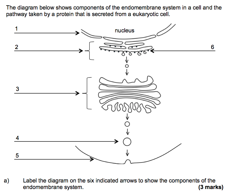 Label The Parts Of The Endomembrane System