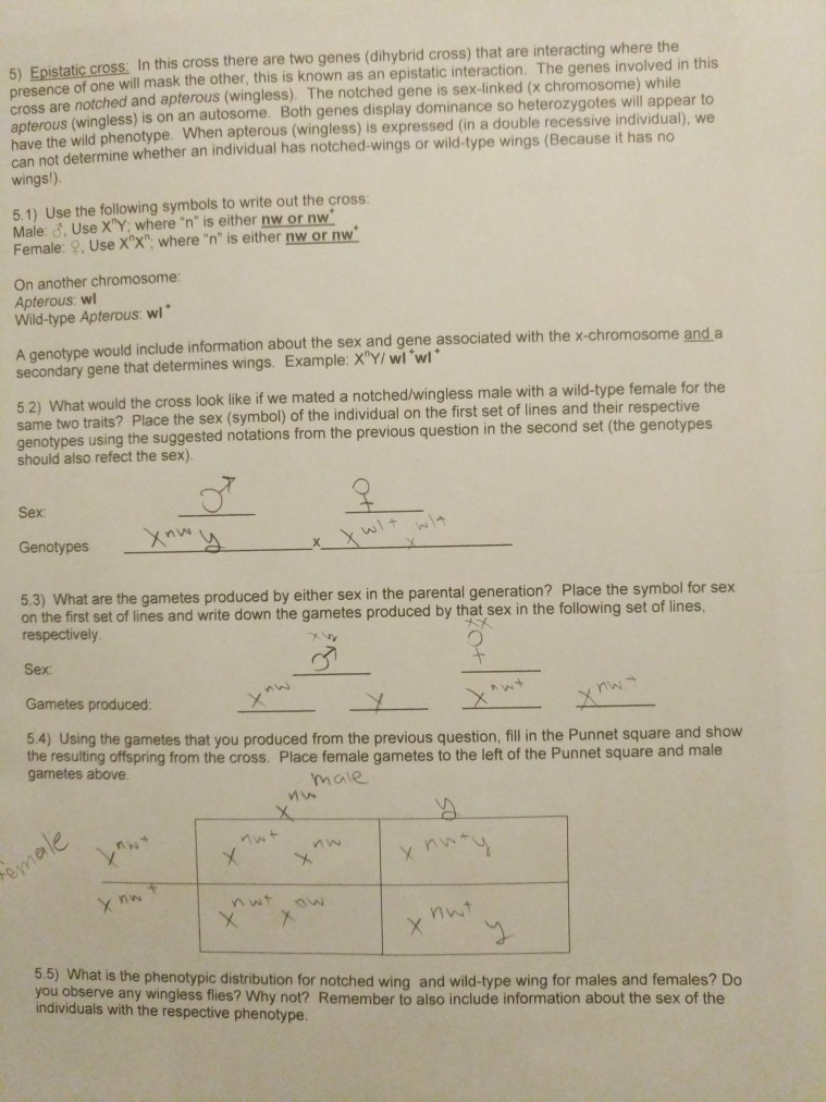 Solved 5) Epistatic Cross: In This Cross There Are Two Genes | Chegg.com