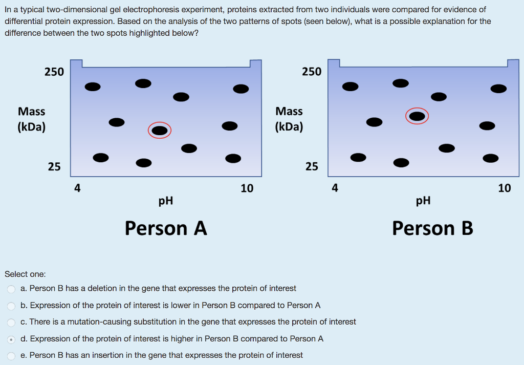 two dimensional gel electrophoresis experiment