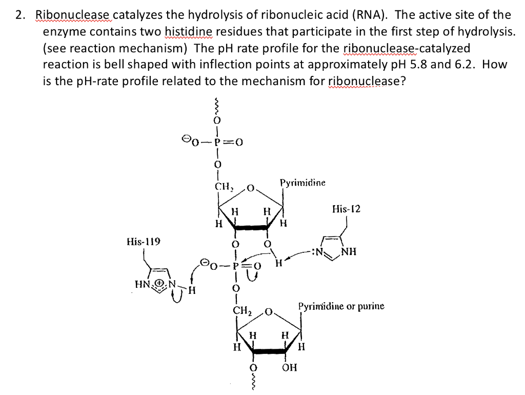Solved 2. Ribonuclease catalyzes the hydrolysis of