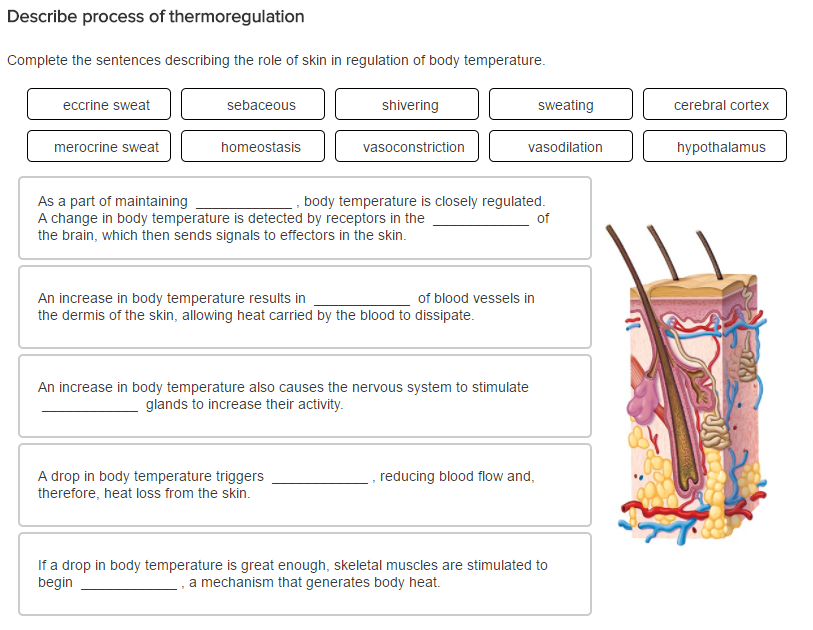 Solved Describe process of thermoregulation Complete the | Chegg.com