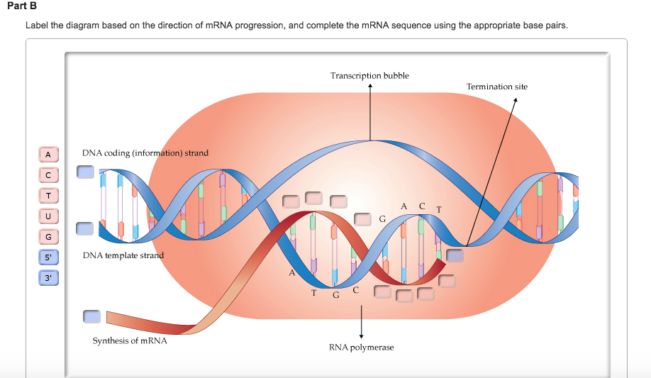 sequence of mrna
