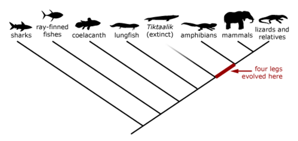 what are sister groups on a phylogenetic tree