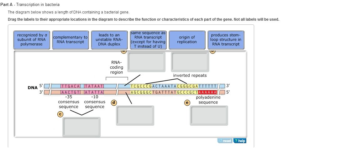 Transcription In Bacteria The Diagram Below Shows A 4864