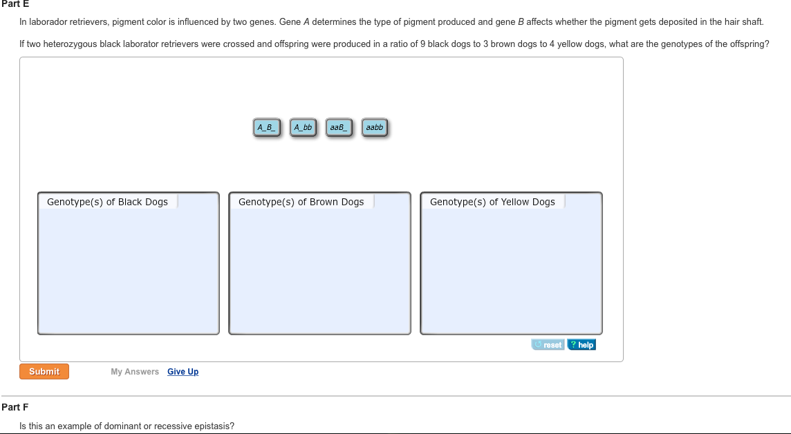 solved-epistasis-is-the-interaction-between-genes-such-that-chegg