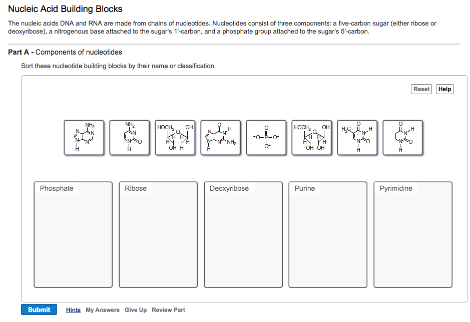 what-are-the-building-blocks-of-nucleic-acids-answers-brennan-has-vance