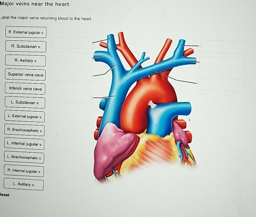 Solved Label the major veins returning blood to the heart. | Chegg.com