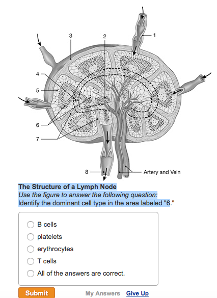 Solved The Structure of a Lymph Node Use the figure to | Chegg.com