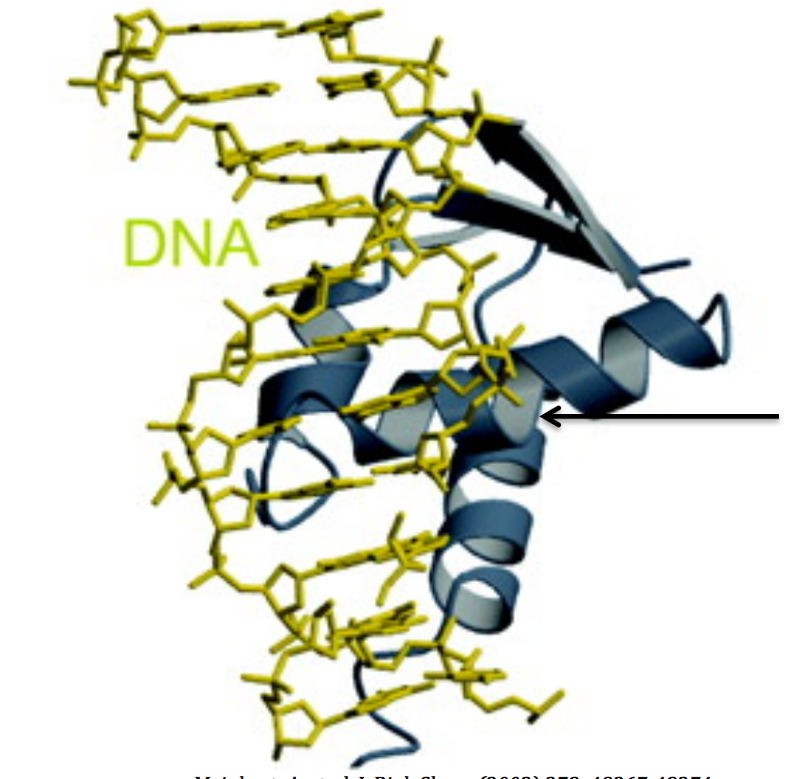 Solved . The E2F family of transcription factors is | Chegg.com