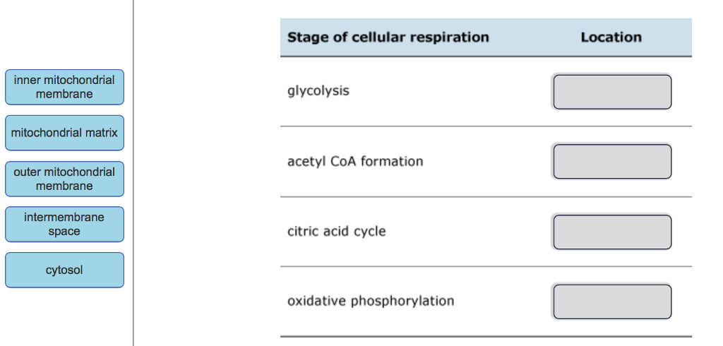 solved-each-of-the-four-stages-of-cellular-respiration-oc-chegg