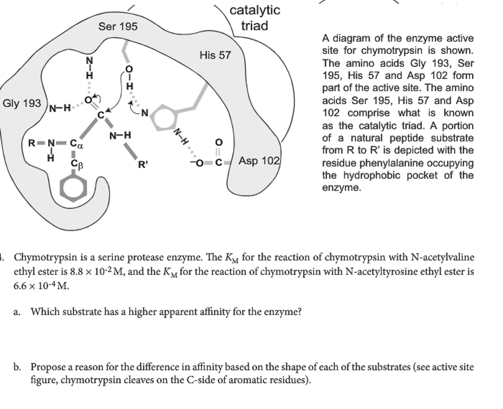 Solved A diagram of the enzyme active site for