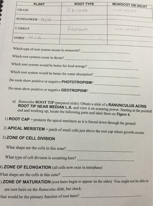 Solved Would monocots produce lateral meristems? Why or why