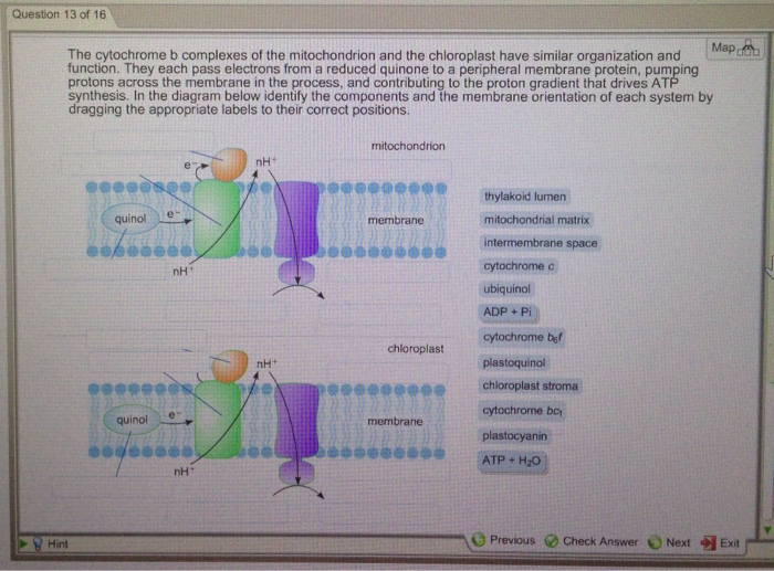 Solved Question 13 of 16 Map The cytochrome b complexes of | Chegg.com