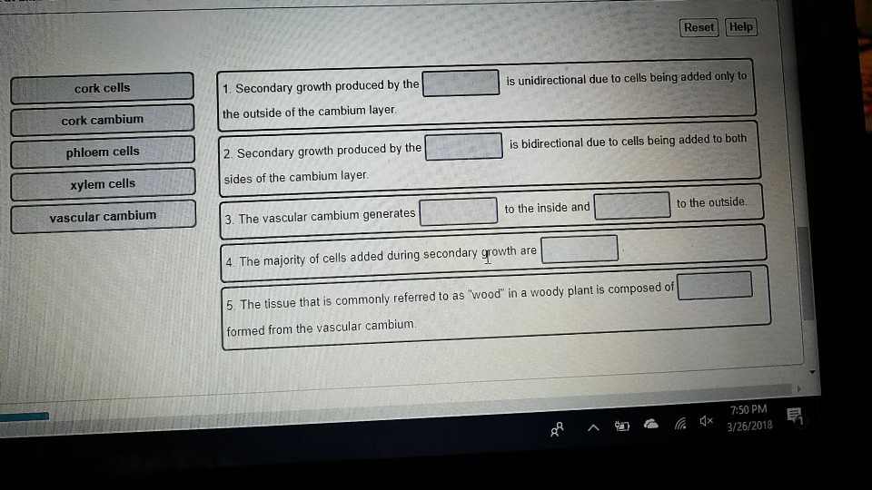 Solved Reset Help cork cells cork cambium phloem cells xylem