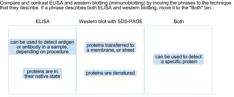 western blot vs elisa hiv