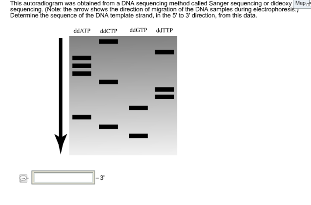Solved This autoradiogram was obtained from a DNA sequencing