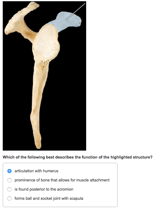 Solved Identify The Highlighted Structure. | Chegg.com