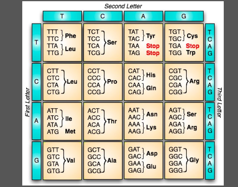 amino acid sequence