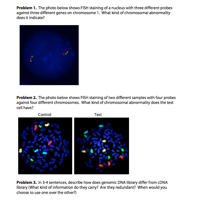 Solved The photo below shows FISH staining of a nucleus with