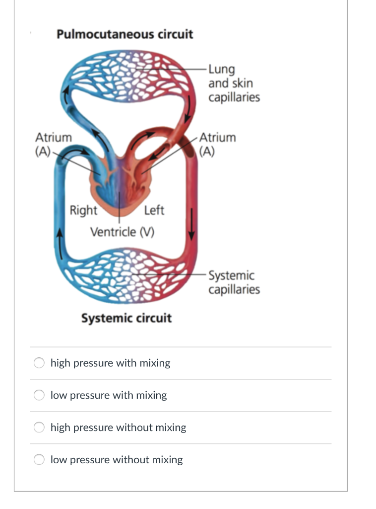 Solved For each of the following vertebrate circulatory | Chegg.com