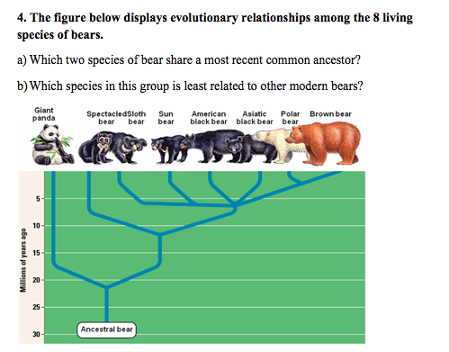 Solved The Figure Below Displays Evolutionary Relationships | Chegg.com