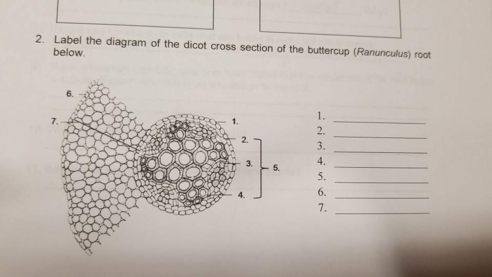 Ranunculus Root Cross Section